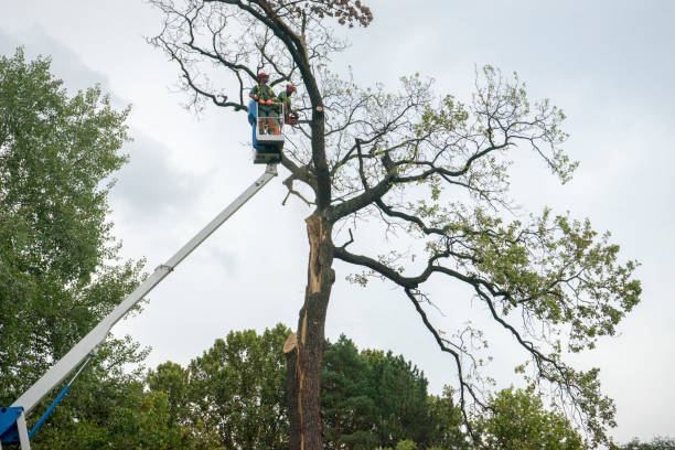 Best Tree Trimming Near Me  in Meadows Place, TX